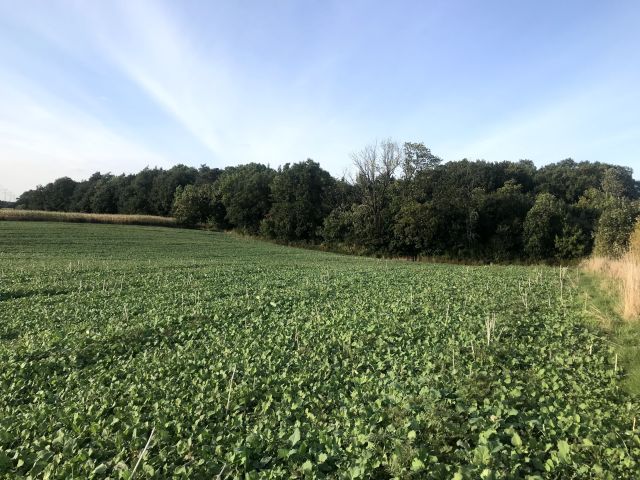 Działka rolno-budowlana Wałdowo Królewskie, ul. Izbicka. Zdjęcie 1