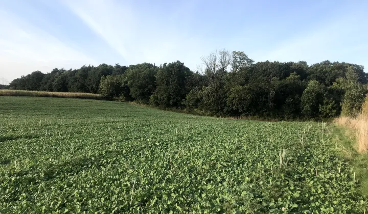 Działka rolno-budowlana Wałdowo Królewskie, ul. Izbicka