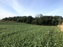 Działka rolno-budowlana Wałdowo Królewskie, ul. Izbicka