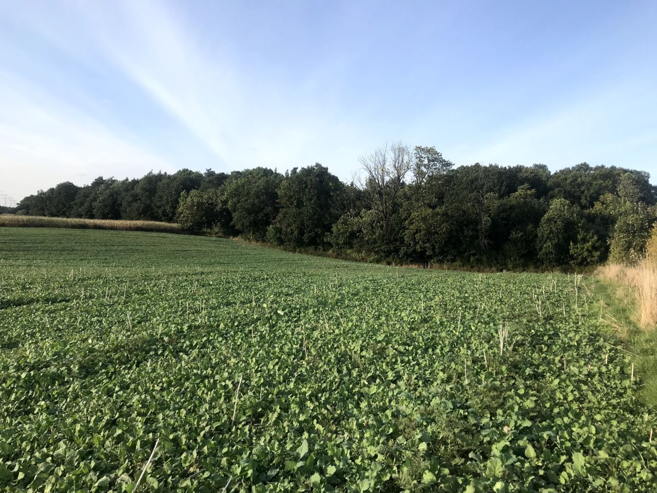 Działka rolno-budowlana Wałdowo Królewskie, ul. Izbicka