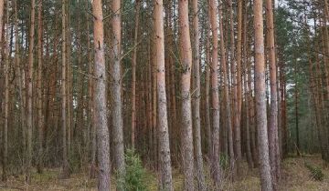 Działka leśna Wyszków