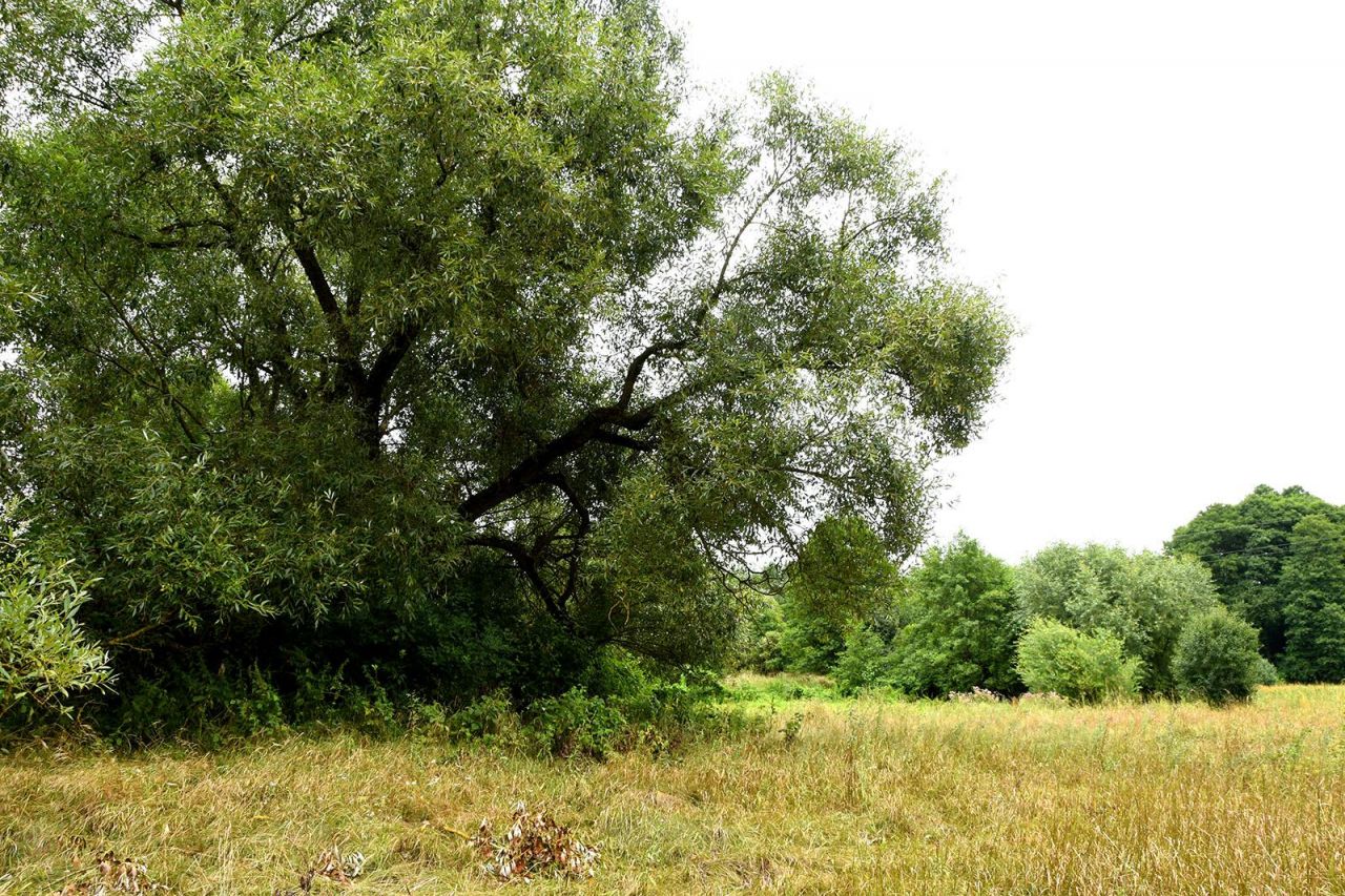 Działka leśna Turna Duża. Zdjęcie 15