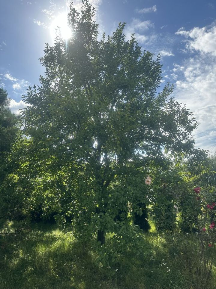 Działka rod Powodowo. Zdjęcie 8