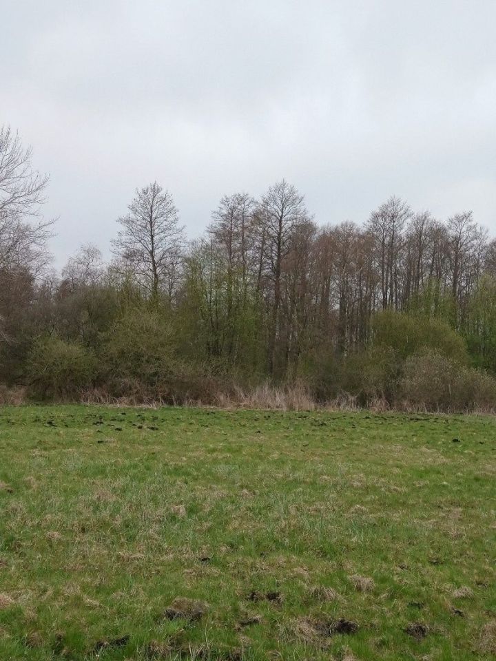 Działka leśna Pamiętowo. Zdjęcie 3