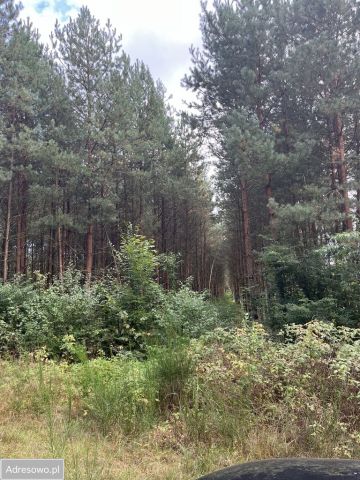 Działka leśna Bedlno. Zdjęcie 1