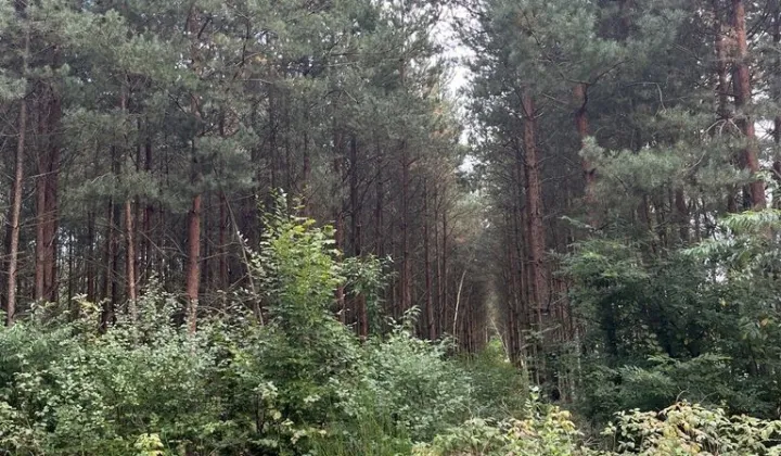 Działka leśna Bedlno