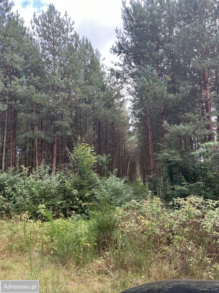 Działka leśna Bedlno. Zdjęcie 1