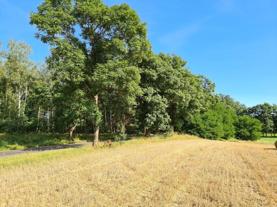 Działka Słowikowo. Zdjęcie 6