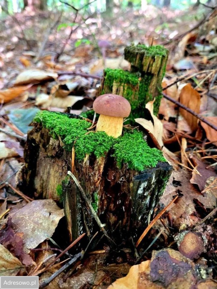 Działka budowlana Matyty. Zdjęcie 6