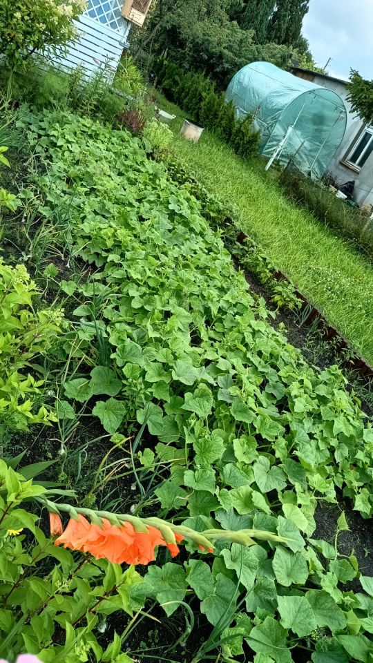 Działka rod Gdynia Chylonia, ul. Hutnicza. Zdjęcie 3