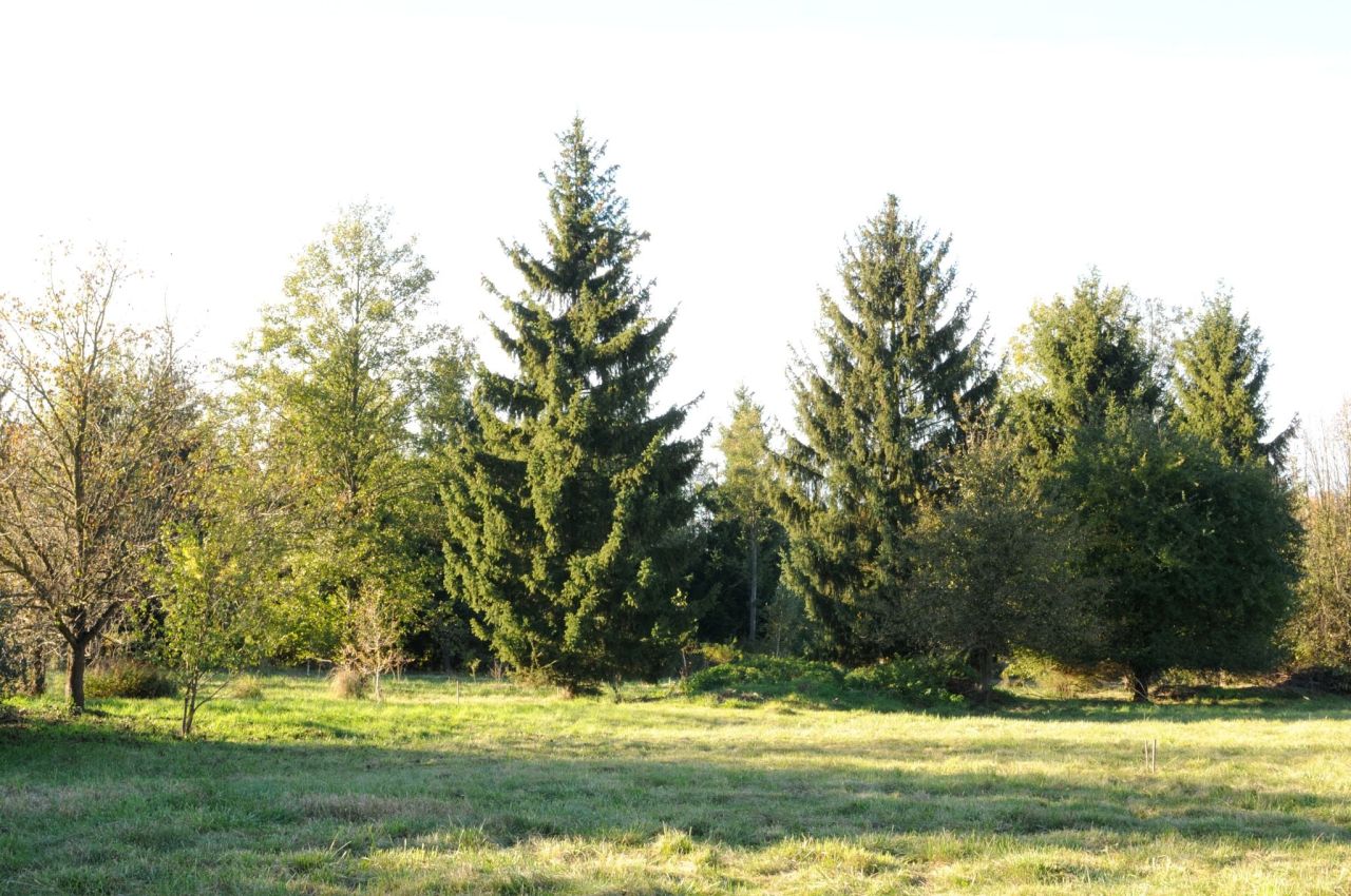 Działka siedliskowa Grzegorzewice, ul. Pałacowa. Zdjęcie 4