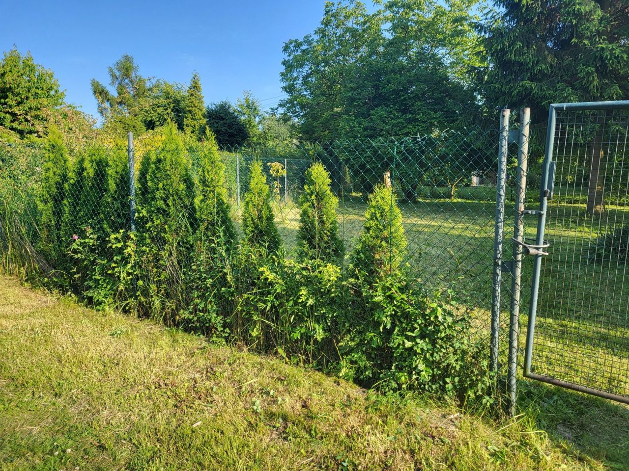 Działka rod Gliwice Wójtowa Wieś, ul. Ignacego Daszyńskiego. Zdjęcie 2