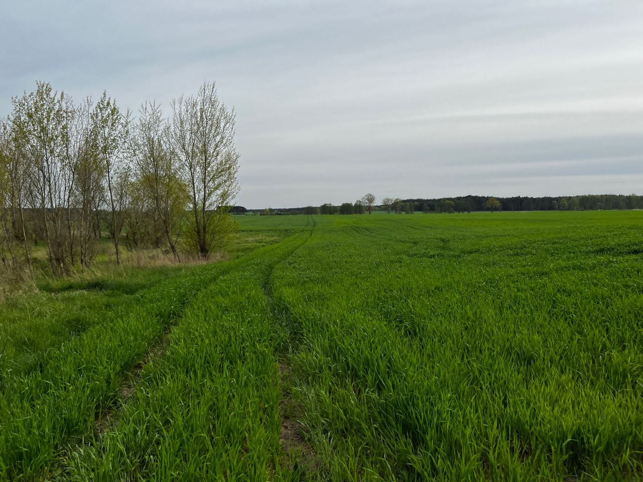 Działka rolna Kolsko, Kolsko. Zdjęcie 17