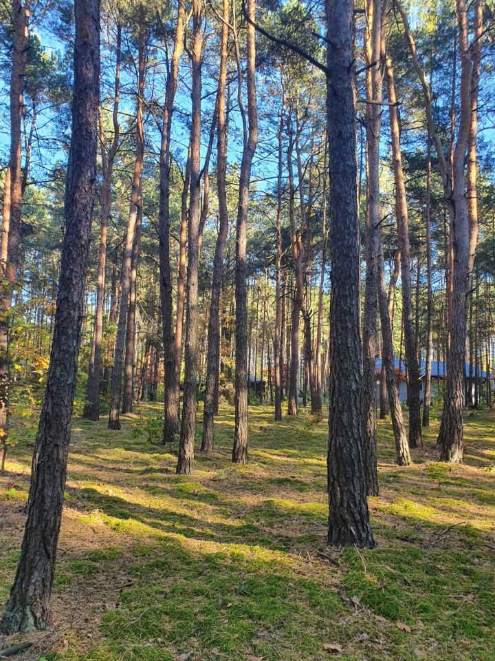 Działka leśna Kostrzyn. Zdjęcie 10