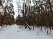 Działka leśna Władysławów, ul. Brzozowa. Zdjęcie 3