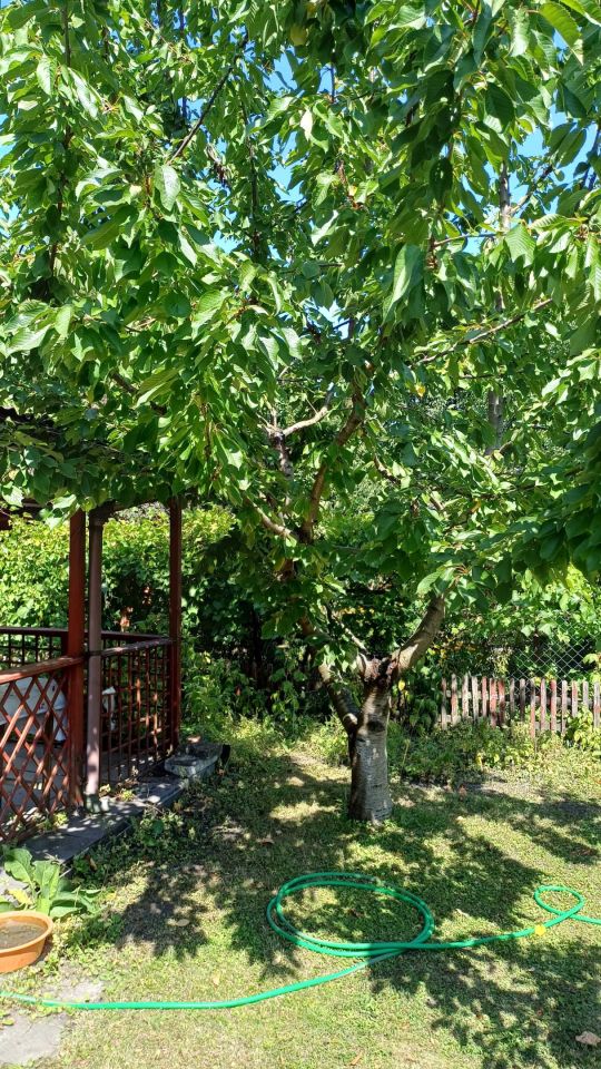 Działka rod Konin, ul. Kleczewska. Zdjęcie 8