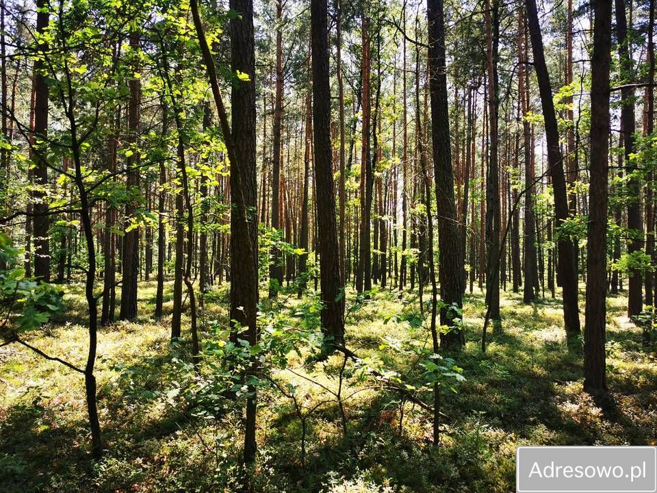 Działka leśna Celestynów. Zdjęcie 1