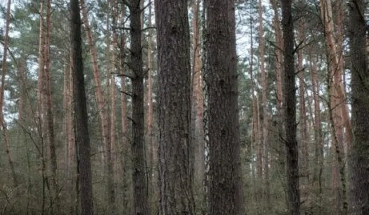 Działka leśna Milejów