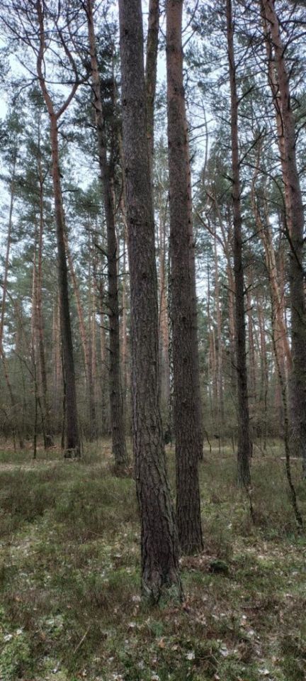 Działka leśna Milejów. Zdjęcie 1