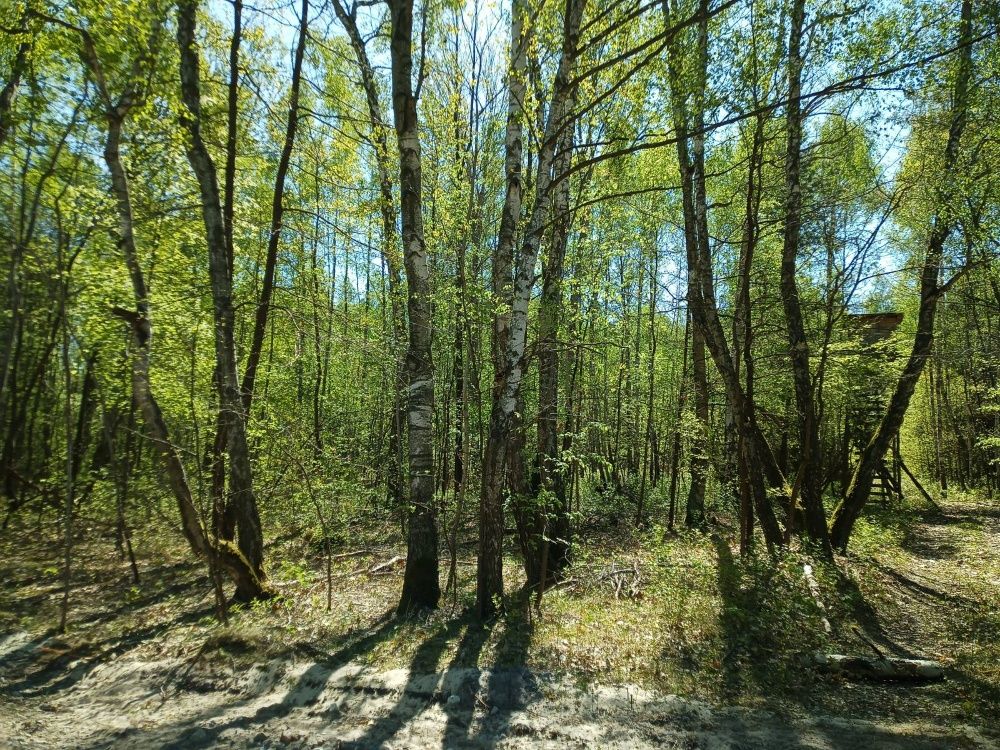 Działka budowlana Grabina. Zdjęcie 3