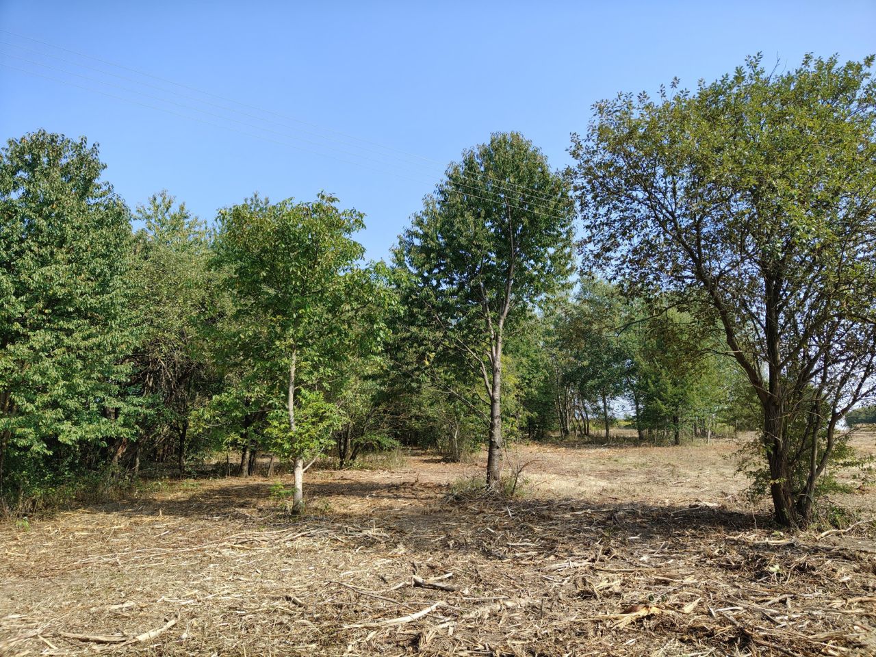 Działka budowlana Jabłonna Pierwsza. Zdjęcie 3