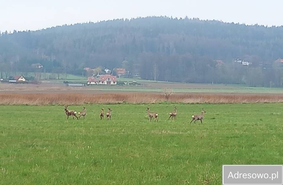 Działka rolna Wojcieszyce. Zdjęcie 12