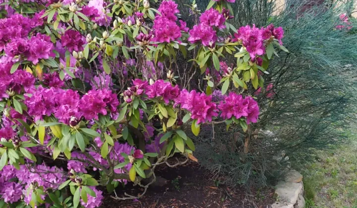 Działka rod Czeladź, ul. Wojkowicka