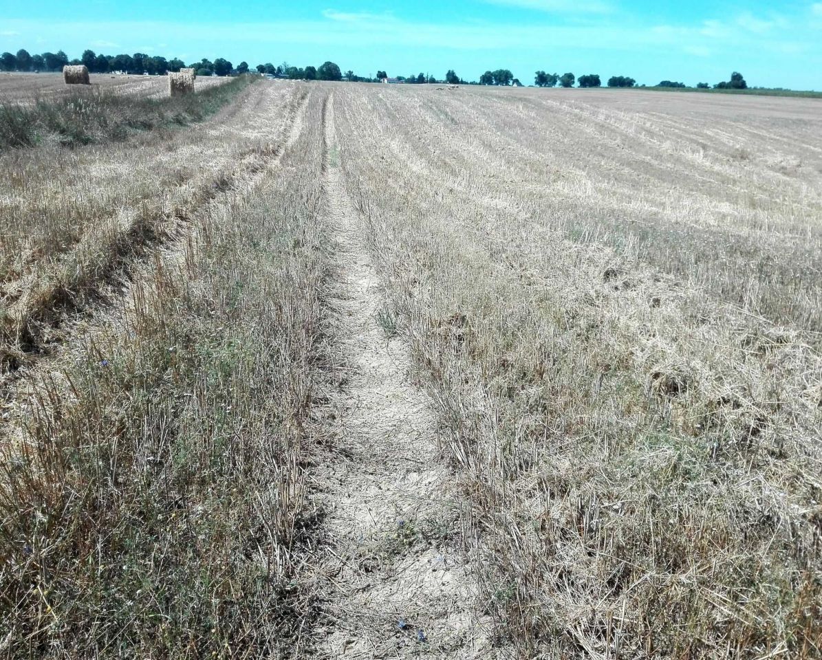 Działka rekreacyjna Wiewiórczyn. Zdjęcie 5