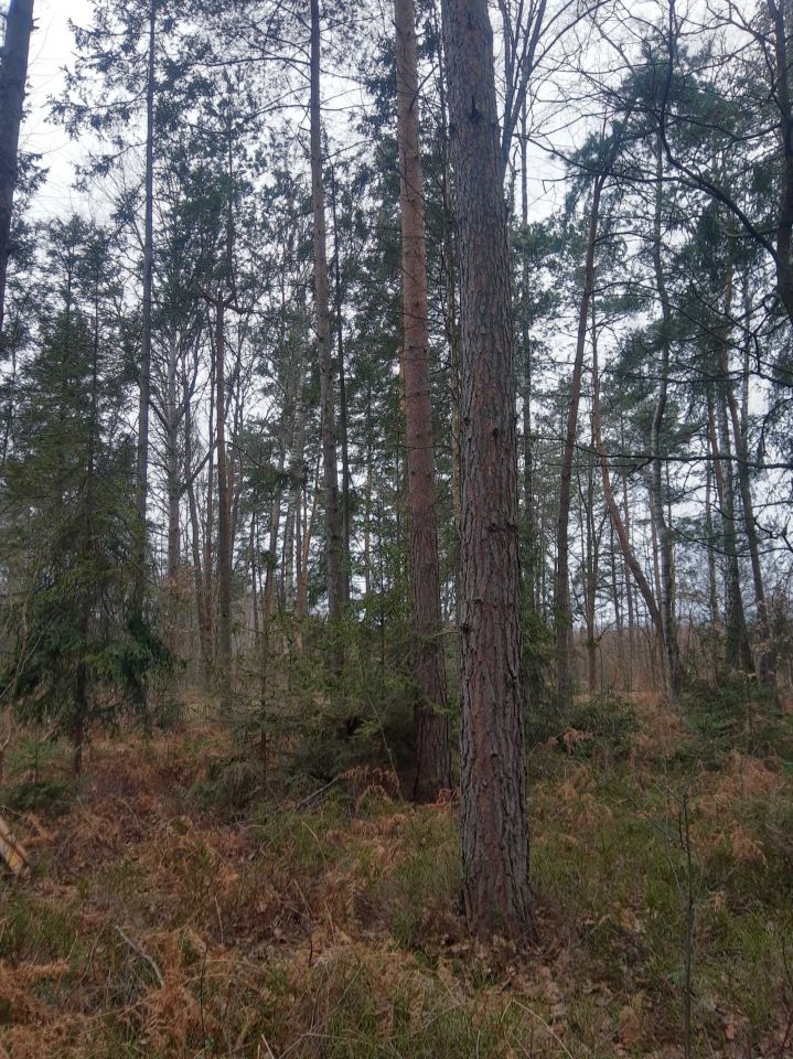 Działka leśna Ciężkowice. Zdjęcie 5