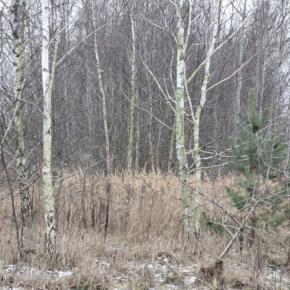 Działka budowlana Skronina. Zdjęcie 4