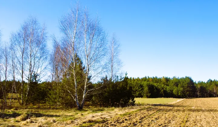 Działka rekreacyjna Lipy