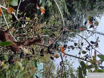 Działka rod Łódź Górna. Zdjęcie 4