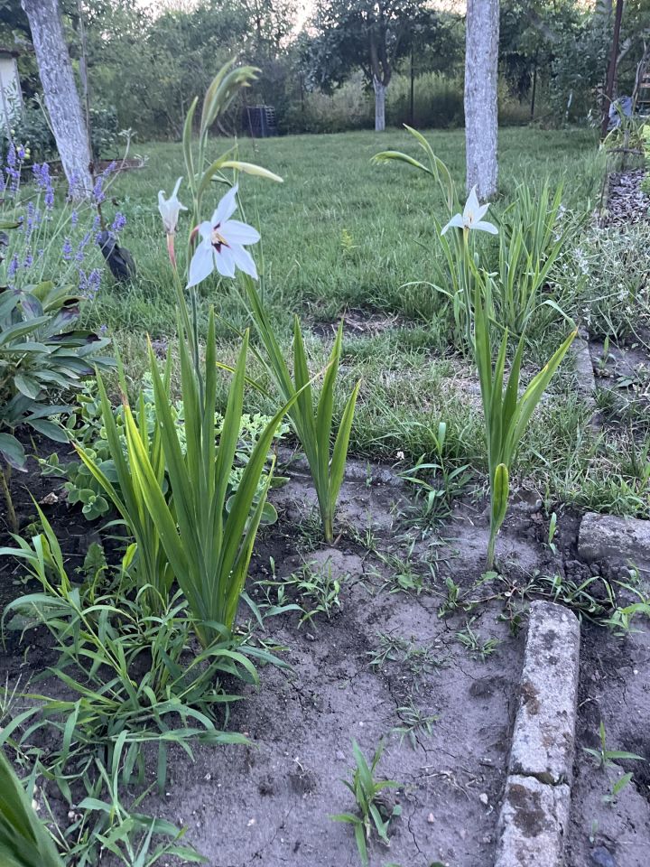 Działka rod Wrocław Ołtaszyn, ul. Orawska. Zdjęcie 6