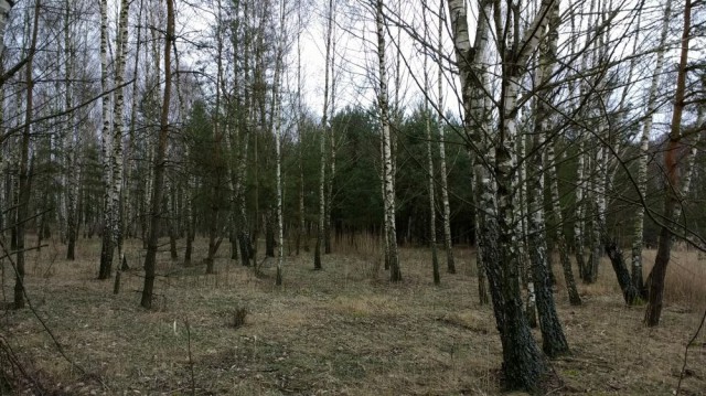 Działka leśna Złotniki. Zdjęcie 1