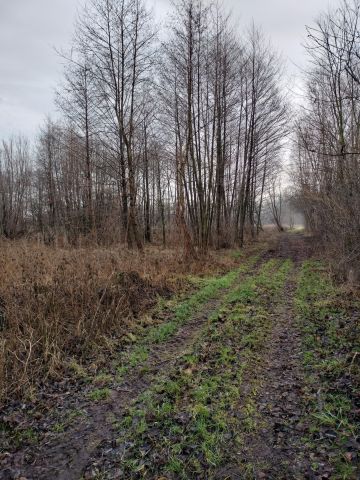 Działka leśna Milewko. Zdjęcie 1