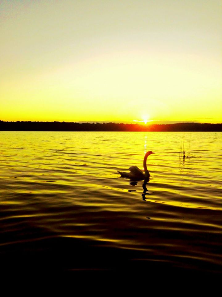 dom wolnostojący, 4 pokoje Piece, ul. Lipowa. Zdjęcie 7