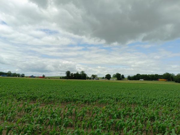 Działka rolna Podrzewie. Zdjęcie 2