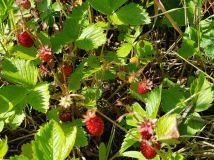 Działka rod Wrocław Ołbin, ul. Orawska. Zdjęcie 4