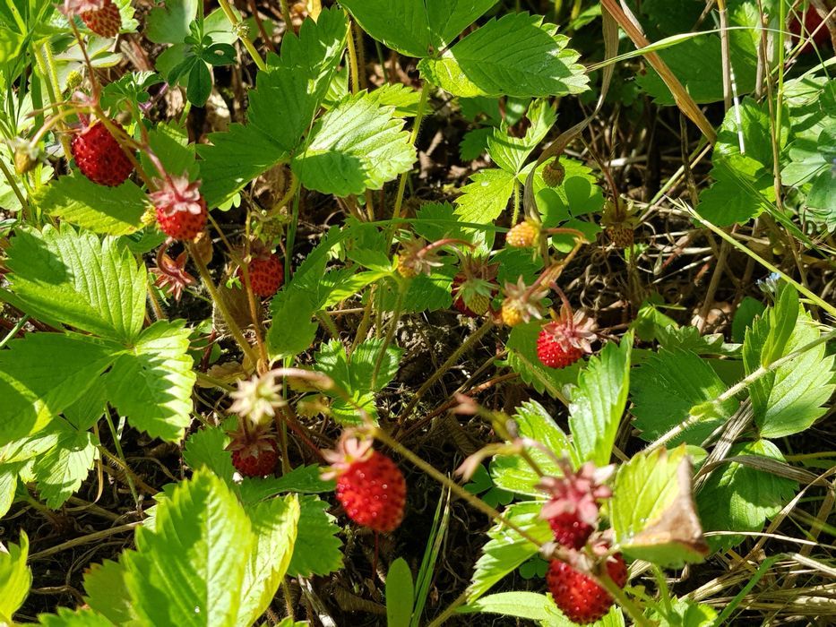 Działka rod Wrocław Ołbin, ul. Orawska. Zdjęcie 5