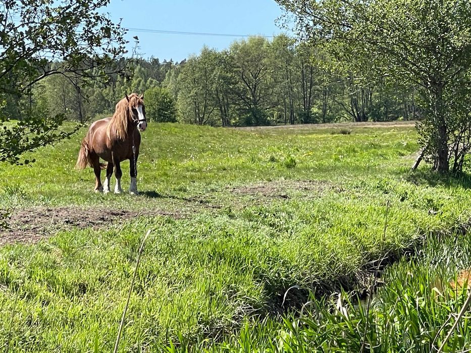 Działka rolno-budowlana Sianów, ul. Węgorzewska. Zdjęcie 8