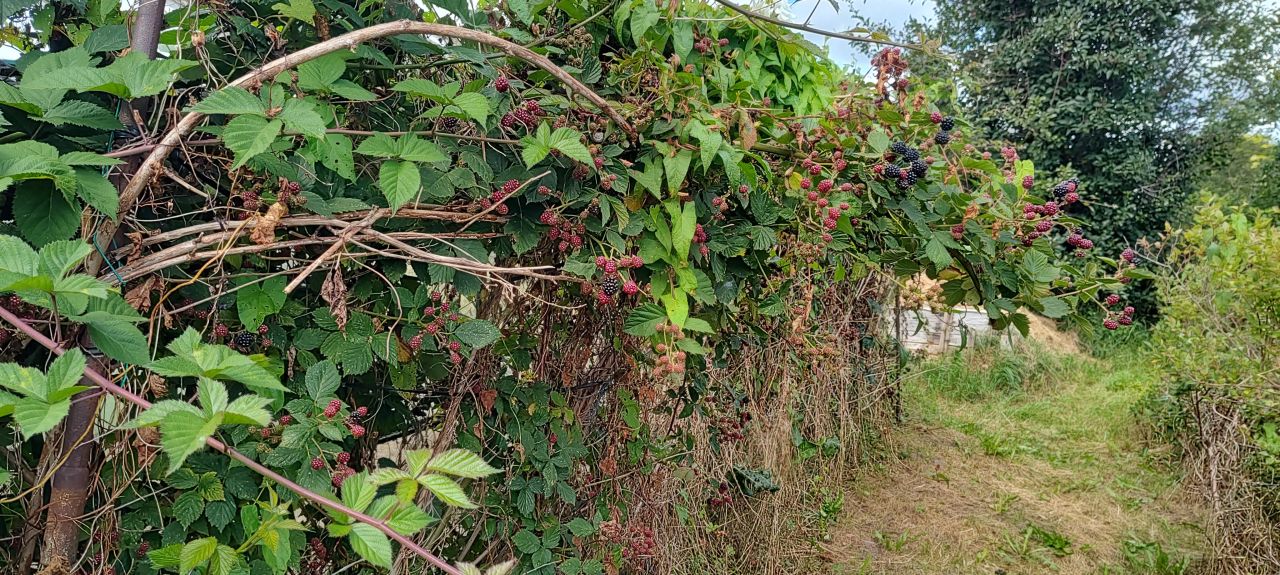 Działka rod Słupsk, ul. Gdańska. Zdjęcie 5