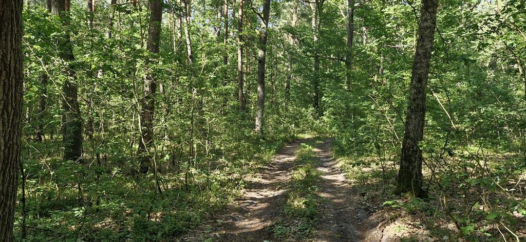 Działka rekreacyjna Wilkowyja. Zdjęcie 6