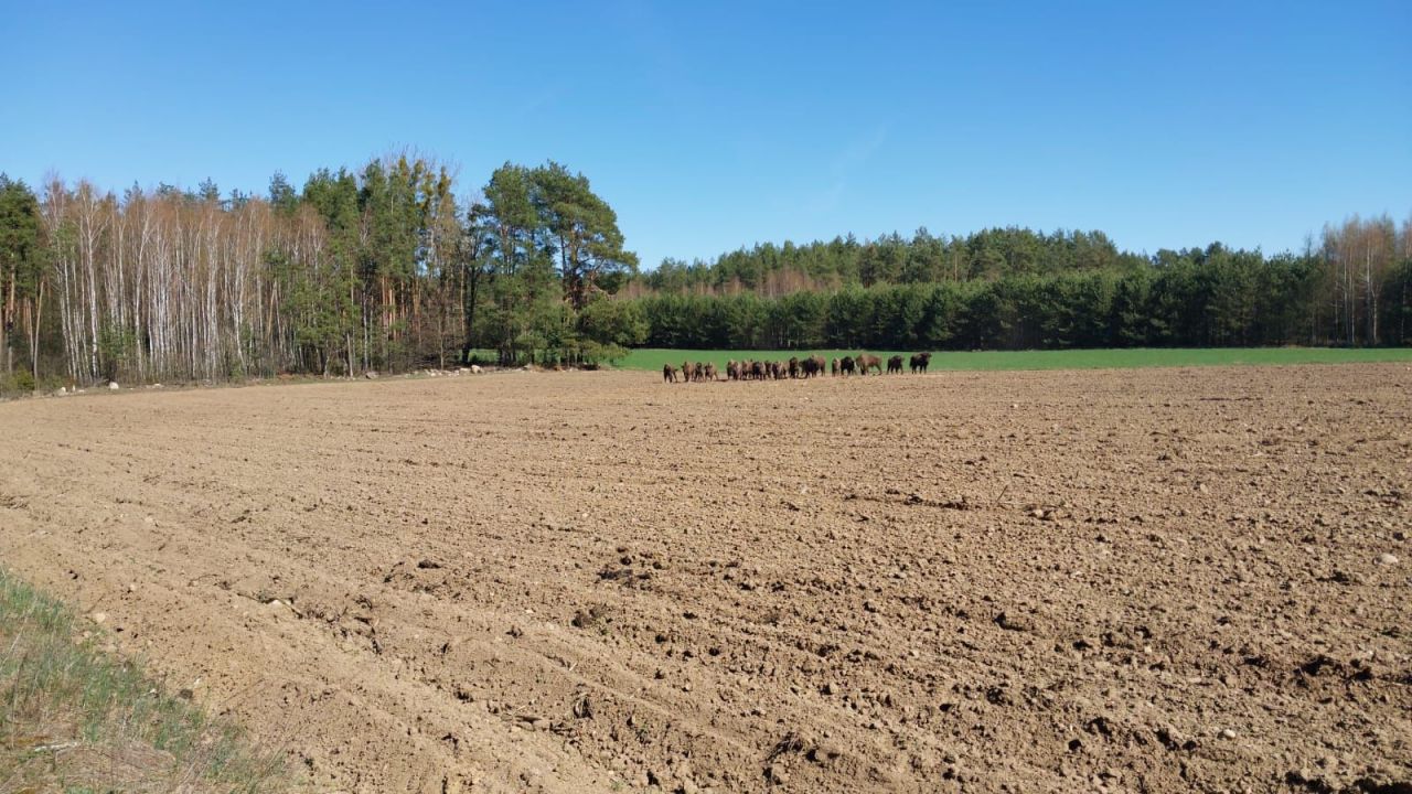 Działka Skieblewo. Zdjęcie 3