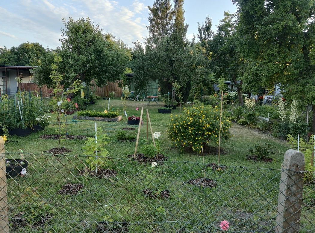 Działka rod Żary. Zdjęcie 5