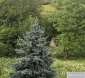 Działka leśna Polana. Zdjęcie 2