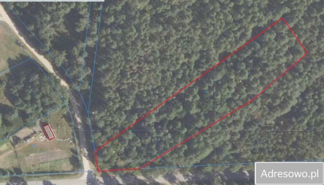 Działka leśna Planta. Zdjęcie 1