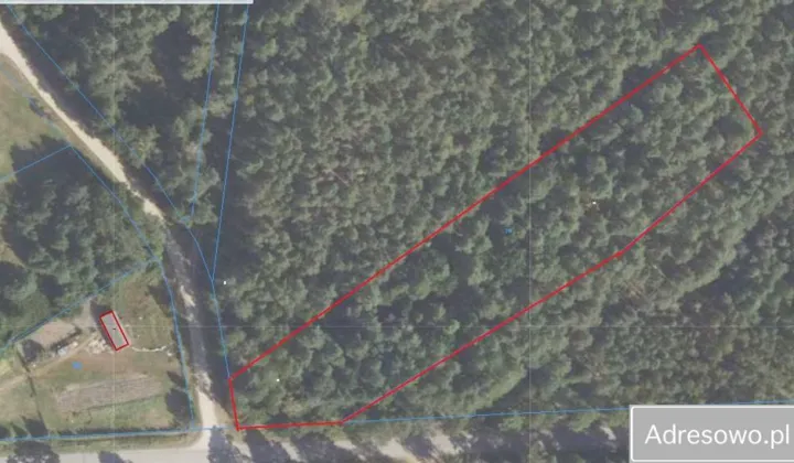 Działka leśna Planta