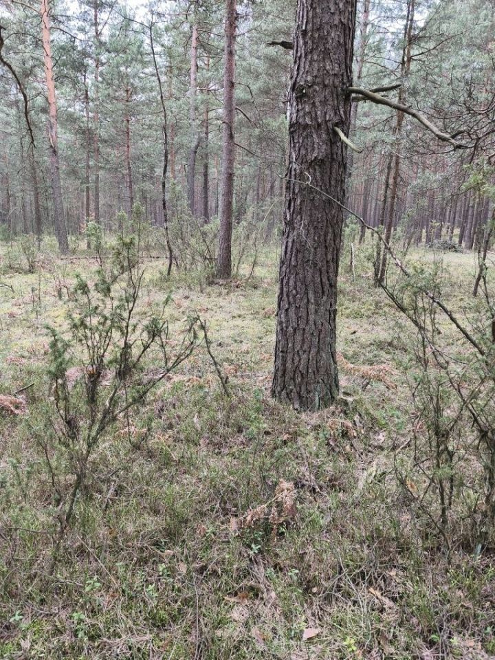 Działka leśna Kotowice. Zdjęcie 8