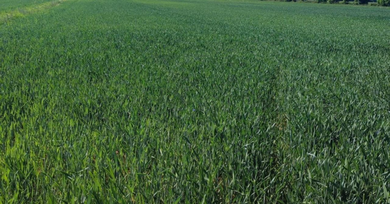 Działka rolna Leszkowy. Zdjęcie 2