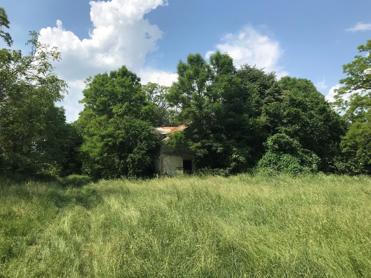 Działka leśna Gusin. Zdjęcie 6